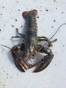 lobster_